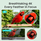 4K Smart Bird Feeder Camera Solar Powered Dual Band WiFi Lifetime Free AI Bird Identification Gift for Bird Watchers